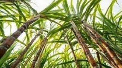 Alerta do campo: Descubra os resultados semanais da safra em um panorama único!