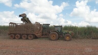 Produção de cana-de-açúcar tem aumento em mais de 2% em relação a 2022 