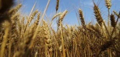 Ministro da Agricultura diz que Plano Safra deve ultrapassar os R$ 400 bilhões