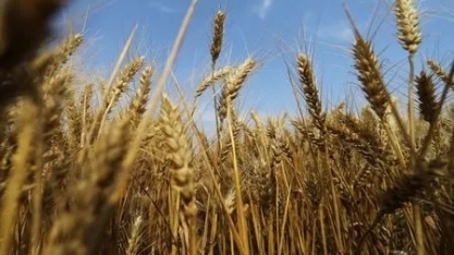 Ministro da Agricultura diz que Plano Safra deve ultrapassar os R$ 400 bilhões