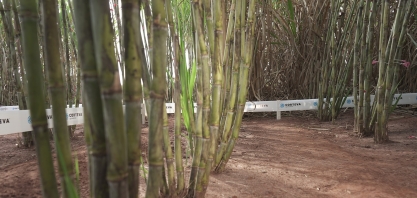 Manejo eficiente da cana-de-açúcar é uma das principais ferramentas do canavicultor para maximizar a produtividade na safra 2023/24