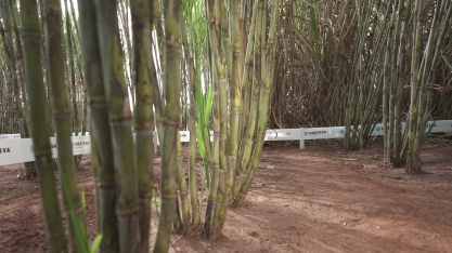 Manejo eficiente da cana-de-açúcar é uma das principais ferramentas do canavicultor para maximizar a produtividade na safra 2023/24
