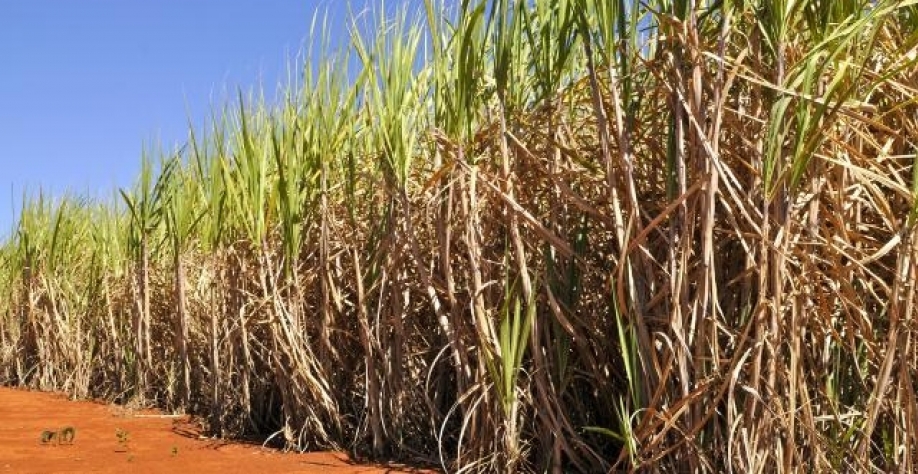 Foto: Arte: Iziane/TCH Gestão Agrícola