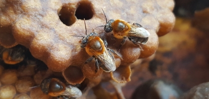  Na Semana do Meio Ambiente, Associação Caatinga destaca importância do trabalho dos meliponicultores
