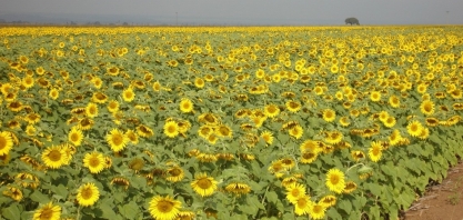  Plantação de girassol bate recorde de 46.393 hectares em 2023