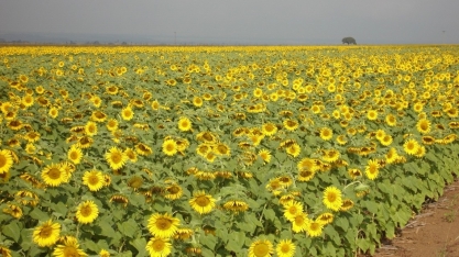  Plantação de girassol bate recorde de 46.393 hectares em 2023