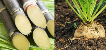 Cotações internacionais do açúcar caem em maio com sinalizações de crescimento da oferta