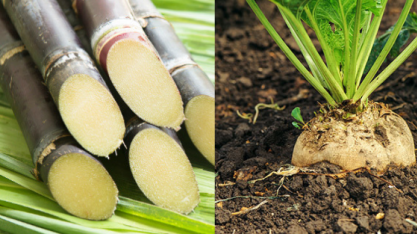 Cotações internacionais do açúcar caem em maio com sinalizações de crescimento da oferta