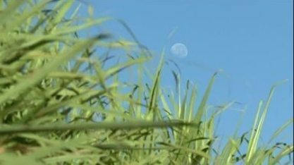 Colheita de cana-de-açúcar em SP está a todo vapor 