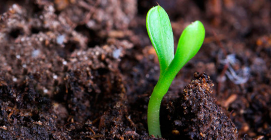 Da terra preta, bonita, que veio, por exemplo, de uma compostagem, é possível extrair frações, com base em tratamento base ou ácido