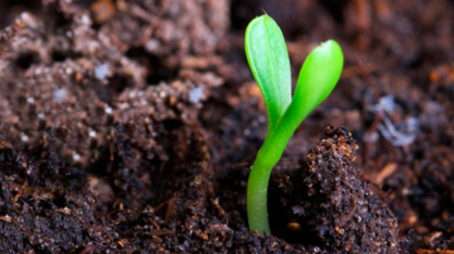 A aplicação de substâncias húmicas nos canaviais