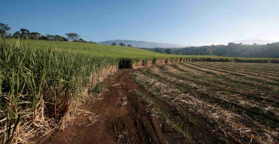 Devido à menor produção, a Índia permitiu exportações de 6,1 milhões de toneladas para esta temporada (Imagem: REUTERS/Juan Carlos Ulate)