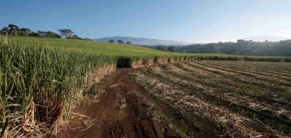 Índia limita exportações de açúcar após confirmação do El Niño