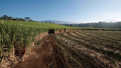 Índia limita exportações de açúcar após confirmação do El Niño