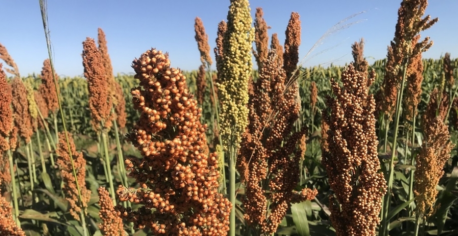 Lavoura de sorgo. Foto: Cícero Menezes