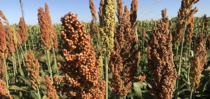 Sorgo como cultura estratégica é tema de seminário
