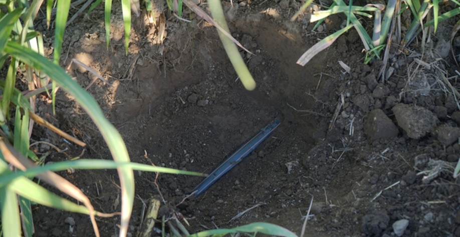  Irrigação por gotejamento é uma das principais ferramentas para nos livrarmos das amarras impostas pelo clima e aumentar, por conta própria, o volume de matéria-prima colhida. Foto: Divulgação Canaplan