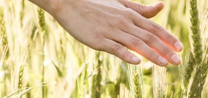 Agenda climática pode atrair US＄ 100 bilhões em investimentos para o setor agrícola no Brasil, aponta BCG
