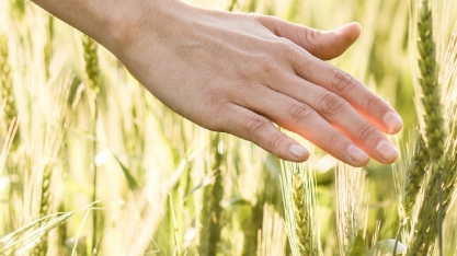 Agenda climática pode atrair US＄ 100 bilhões em investimentos para o setor agrícola no Brasil, aponta BCG