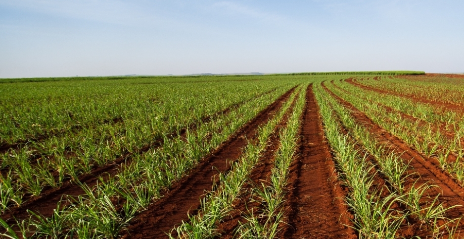  Expectativa da Raízen é ter, dentro de dois anos, quase 100% de suas áreas entrando numa produção próxima ou igual ao seu real potencial.  Divulgação Raízen