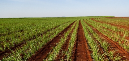 Jornada pela recuperação da produtividade leva Raízen a colocar 62% de seus canaviais no ápice de seu potencial