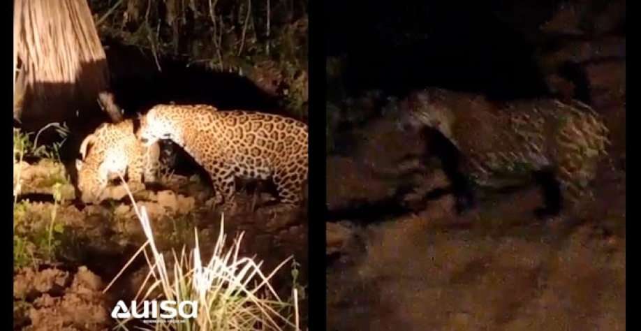 A presença da espécie é um indicador de qualidade ambiental no hábitat