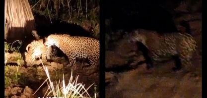 Imagens registram três onças-pintadas em área da biorrefinaria uisa em Mato Grosso