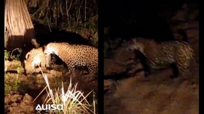 Imagens registram três onças-pintadas em área da biorrefinaria uisa em Mato Grosso