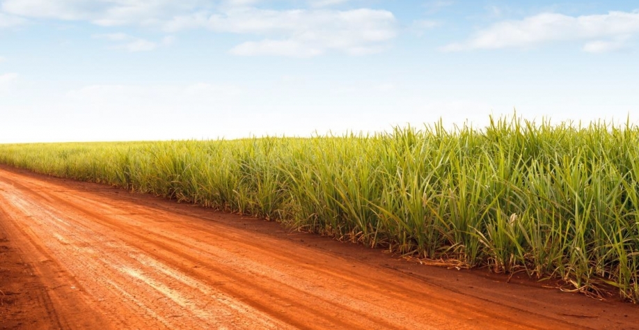 Chuvas que atingiram boa parte do CS neste início de ano não foram acima da média. Nós é que estávamos acostumados com a seca. Foto: Divulgação Pecege/Netafim