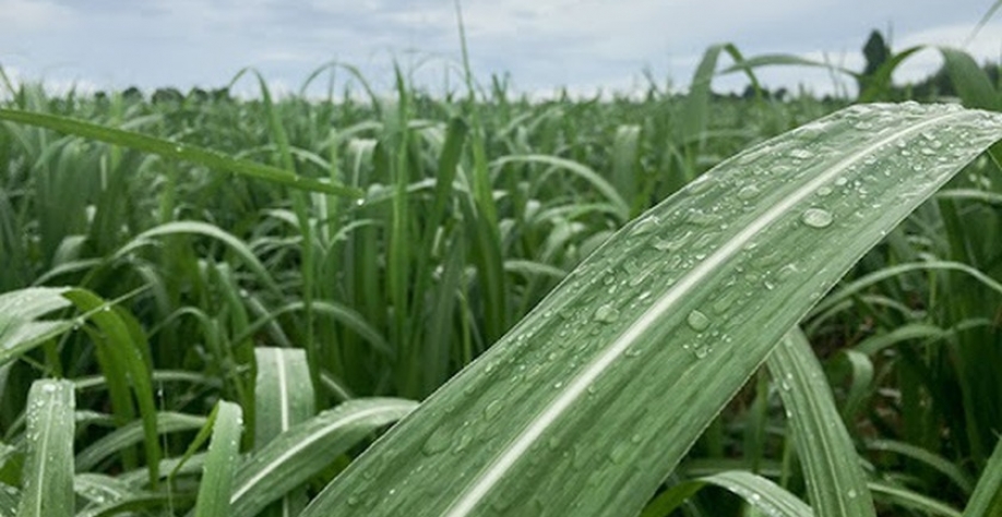 Zona Canavieira - Foto: Assessoria