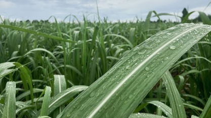 Zona canavieira: chuvas estão dentro da normalidade