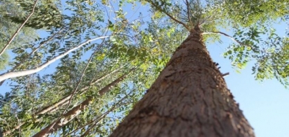 Investimento bilionário de empresa chilena no 'Vale da Celulose' reforça desenvolvimento de MS