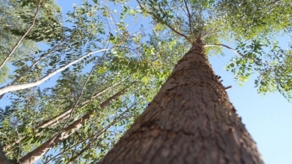 Investimento bilionário de empresa chilena no 'Vale da Celulose' reforça desenvolvimento de MS