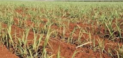 Plano Safra é vivo, se adapta à demanda do mercado e já chegou a quase R$ 500 bi, diz ministro