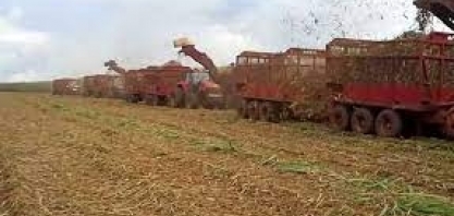 Açúcar: à espera de El Niño