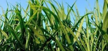 Mercado que mais cresce no agronegócio, os bioinsumos carecem de regulação