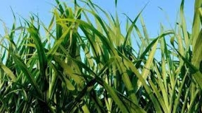 Mercado que mais cresce no agronegócio, os bioinsumos carecem de regulação