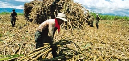 Cana: empresas do setor sucroenergético realizam missão técnica na Colômbia