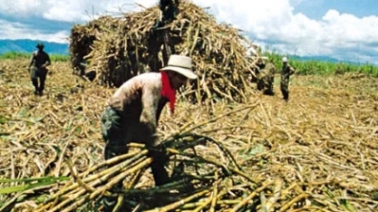 Cana: empresas do setor sucroenergético realizam missão técnica na Colômbia
