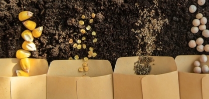 Importância da qualidade das sementes e seu impacto na semeadura e no desempenho em campo