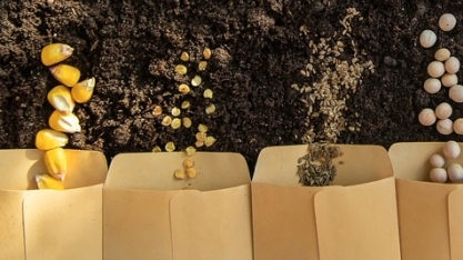 Importância da qualidade das sementes e seu impacto na semeadura e no desempenho em campo