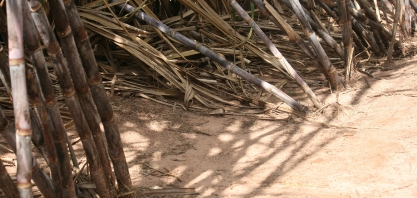 Cai a qualidade da matéria-prima na segunda quinzena de junho na safra canavieira do Centro-Sul