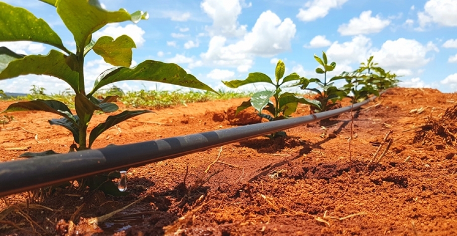 Café Arábica - Netafim