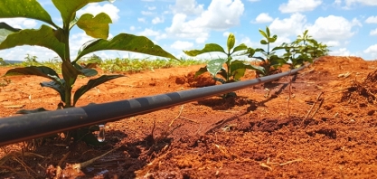 Cafeicultor sai de 7 para 80 sacas por hectare com irrigação por gotejamento
