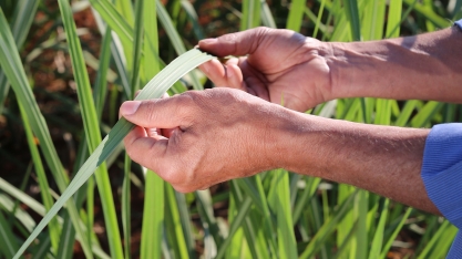 Syngenta lança solução biológica CERTANO® e tecnologias para o manejo de pragas da cana-de-açúcar durante a Insectshow 2023