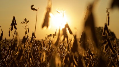 UPL é reconhecida como principal fornecedora de inseticidas para soja no Brasil pela Kynetec 