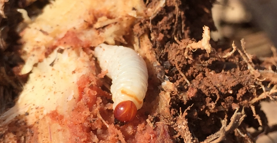 Sphenophorus levis, uma das pragas controladas pelo Verimark®.