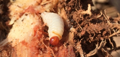 Insectshow 2023: FMC apresenta novidades para a cultura da cana-de-açúcar durante o evento