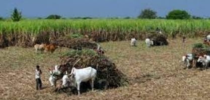 Preço mínimo da cana é elevado pelo governo indiano