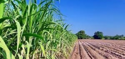 Projetos de custeio e investimento para safra 2023/2024 de cana-de-açúcar na Paraíba ultrapassam os R$ 17 milhões